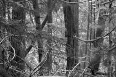 Cathedral Grove 1 BW