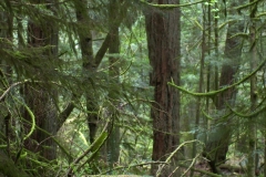 Cathedral Grove 1