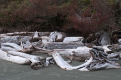 Driftwood