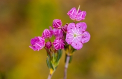 Kalmia