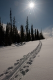 Late-Afternoon-Trail