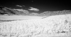Near-Oliver-2-IR