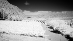 Okanagan-Falls-2-IR