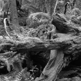 Roots