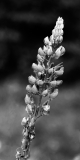 Shawnigan_100712_0017a-10X20-BW-bdr-Edit