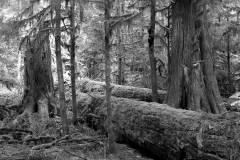 Sleeping Giants BW