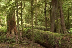 Sleeping Giants