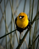 Yellowhead