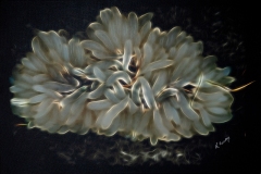 Anemone