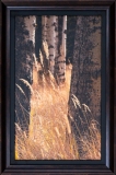Autumn-Grasses