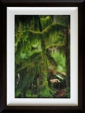 Cathedral-Grove