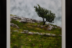Hillside-Sentinel-20X16