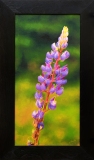 Foxglove