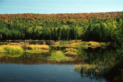 Laurentian Autumn
