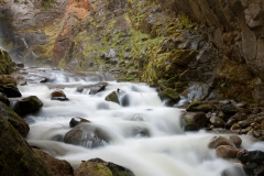 Tulip Creek 2