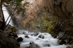 Tulip Creek 3