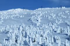 big white 1