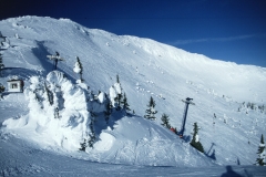 big white 3